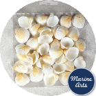 Craft Pack - Small White Cockle Shells